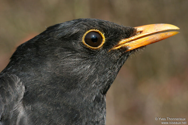 Common Blackbird male adult