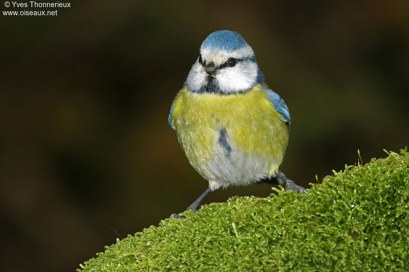 Mésange bleue