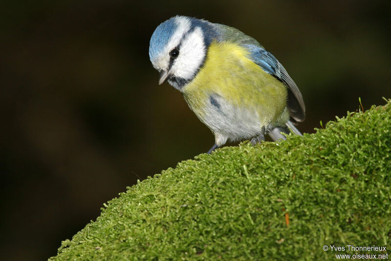 Mésange bleue