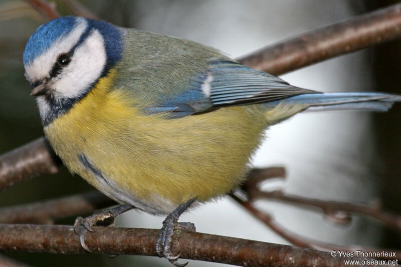 Mésange bleue