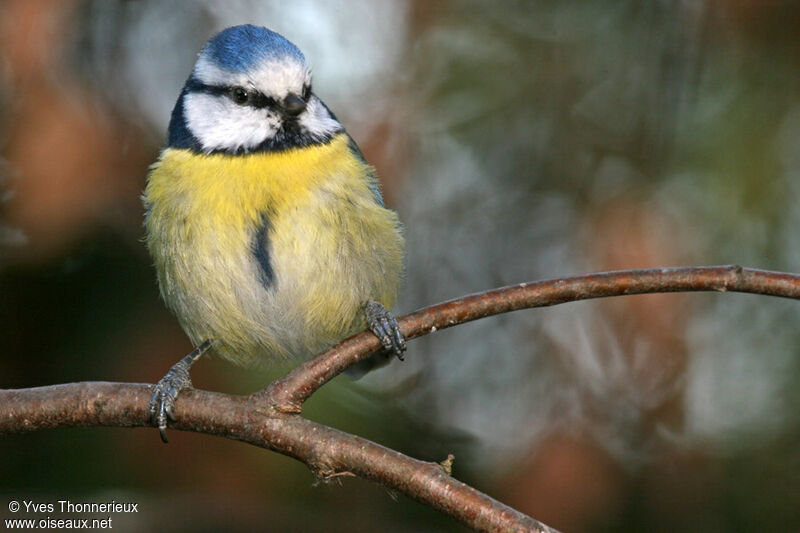 Mésange bleue