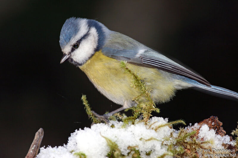 Eurasian Blue Tit