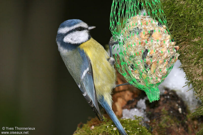 Mésange bleue