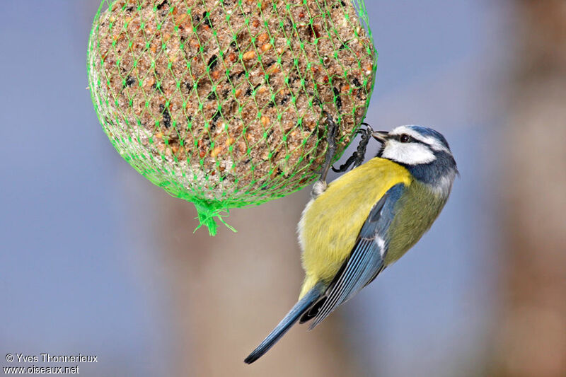 Mésange bleue