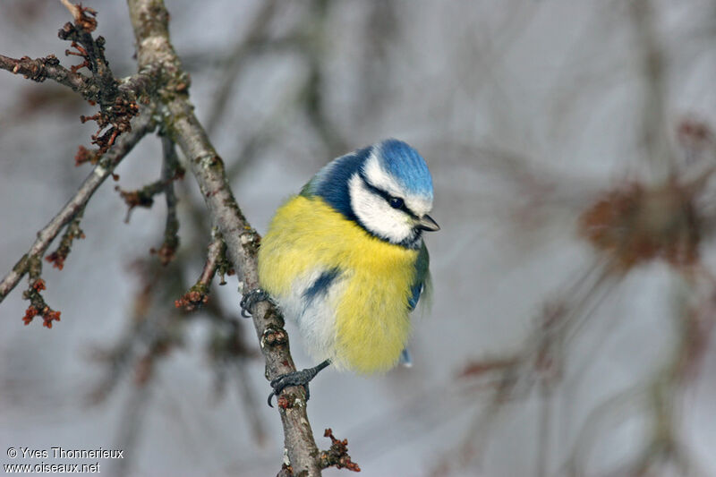 Eurasian Blue Tit