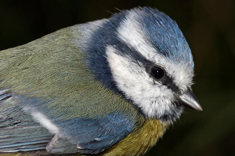 Eurasian Blue Tit