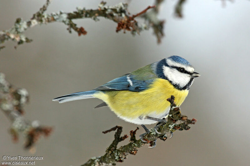 Mésange bleue