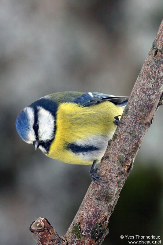 Eurasian Blue Tit