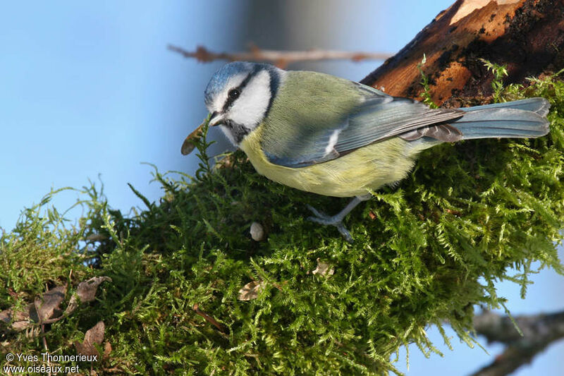 Mésange bleue