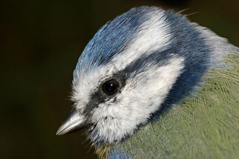 Eurasian Blue Tit