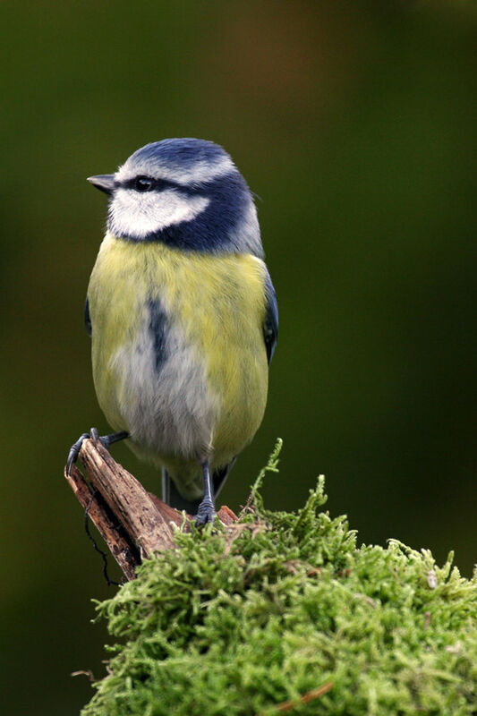 Mésange bleue