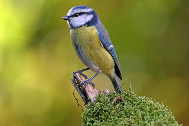 Eurasian Blue Tit