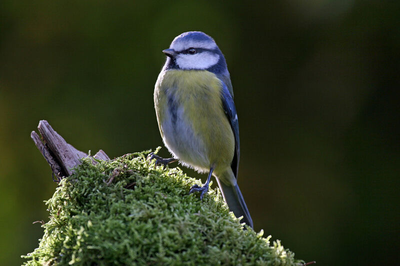 Eurasian Blue Tit