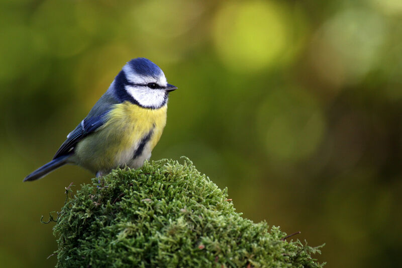 Eurasian Blue Tit