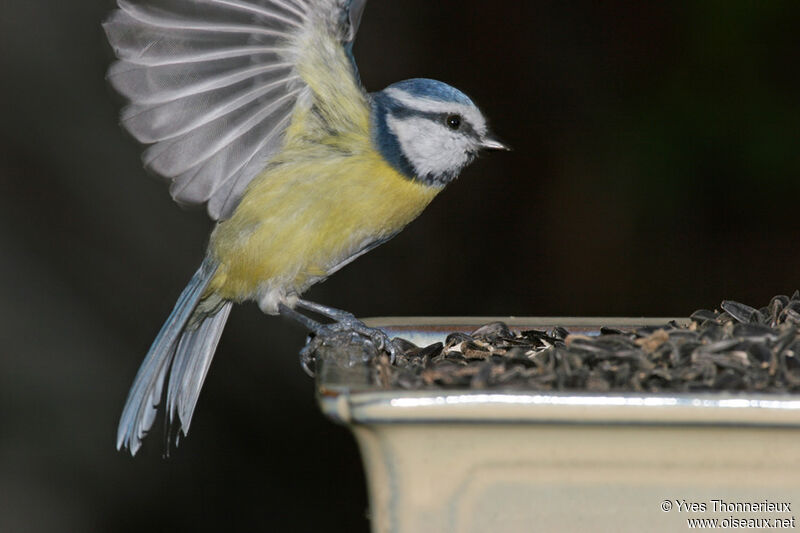 Eurasian Blue Tit