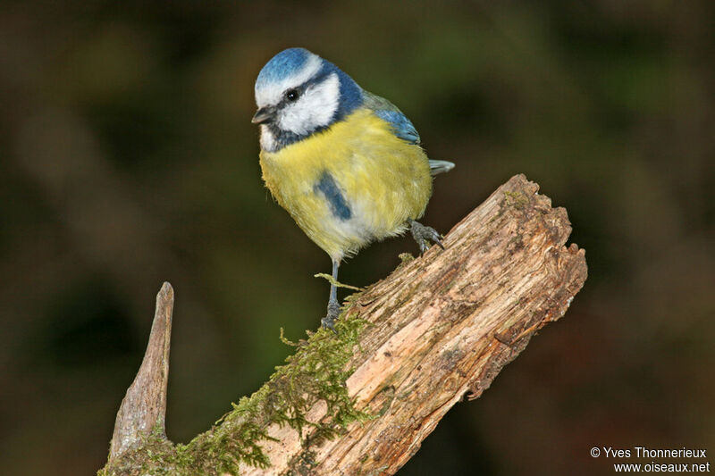 Mésange bleue