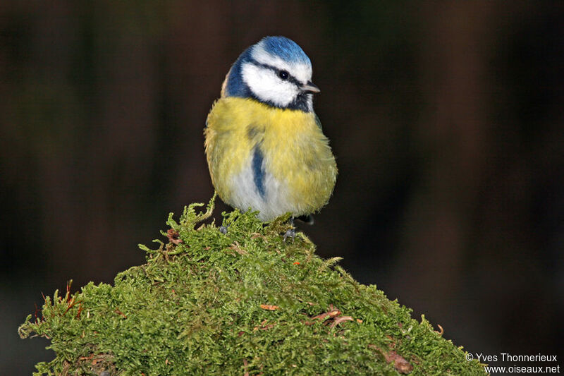 Mésange bleue