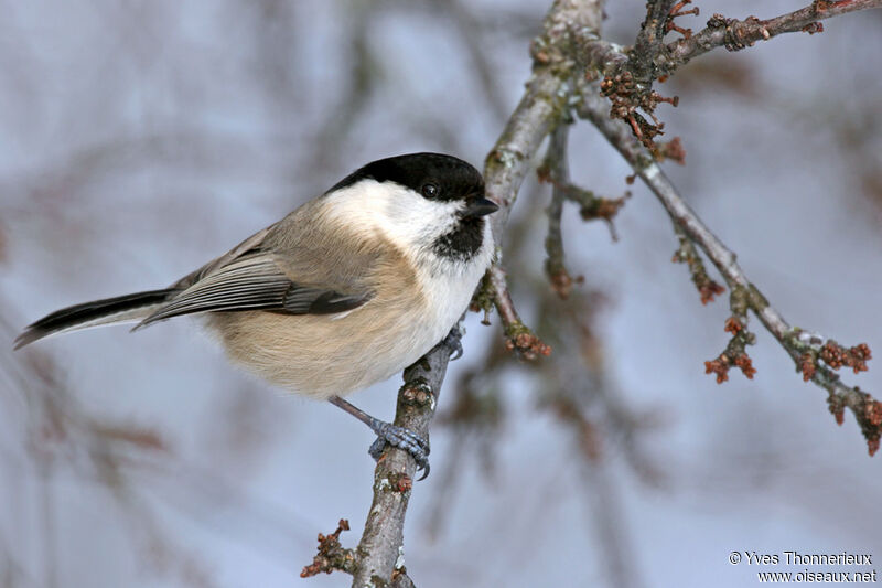 Mésange boréale