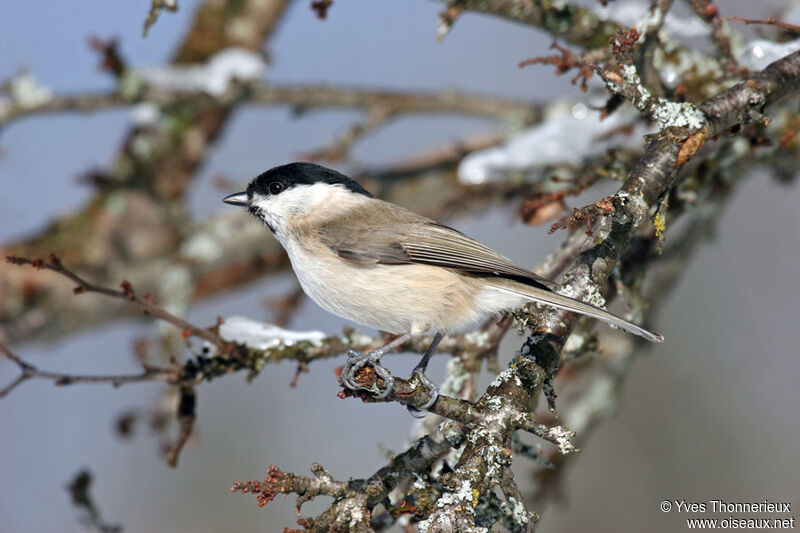 Mésange boréale