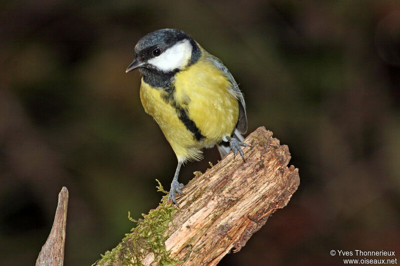 Great Tit