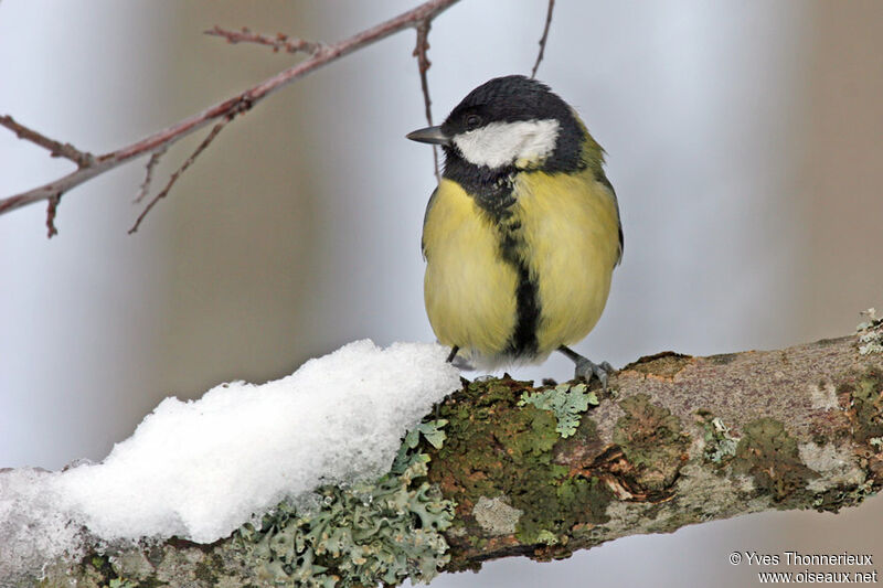 Mésange charbonnière