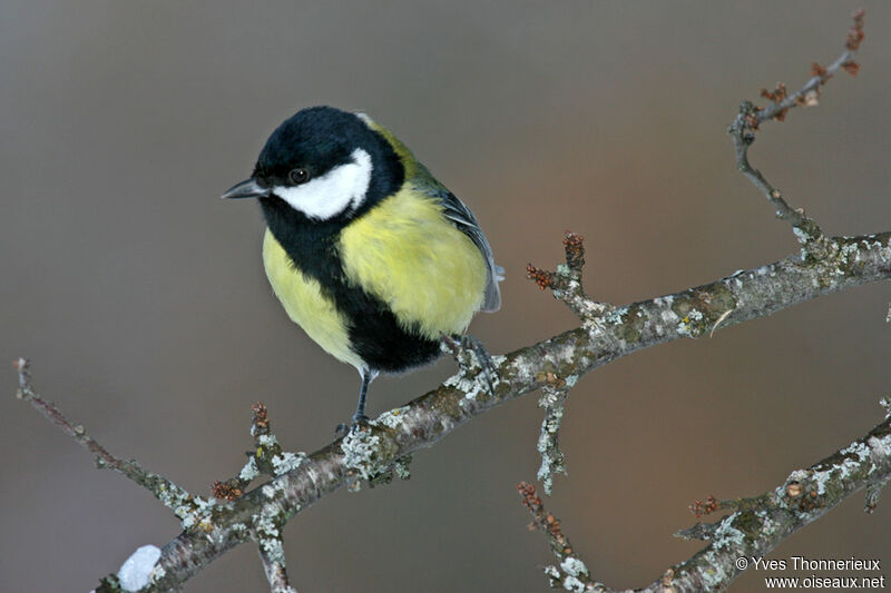 Great Tit