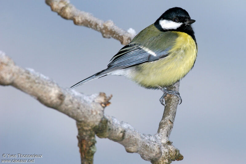 Mésange charbonnière