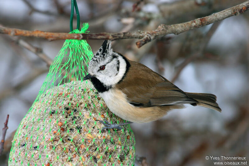 Crested Tit