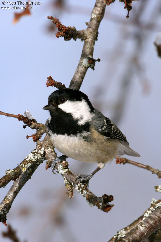 Mésange noire