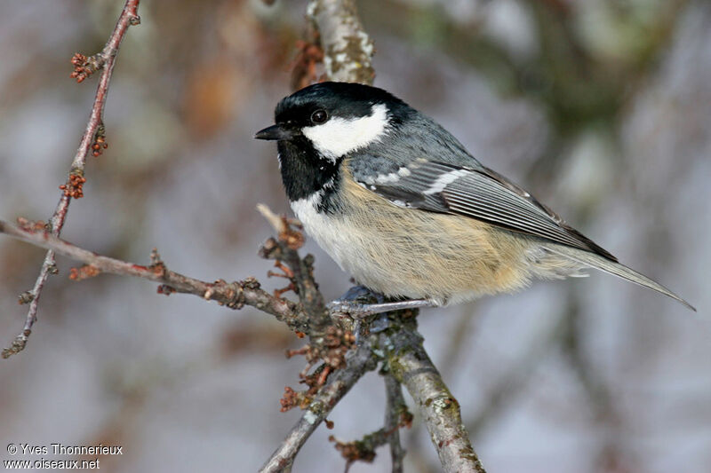 Mésange noire