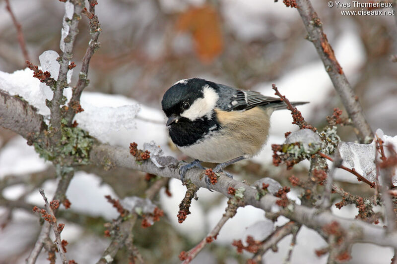 Mésange noire