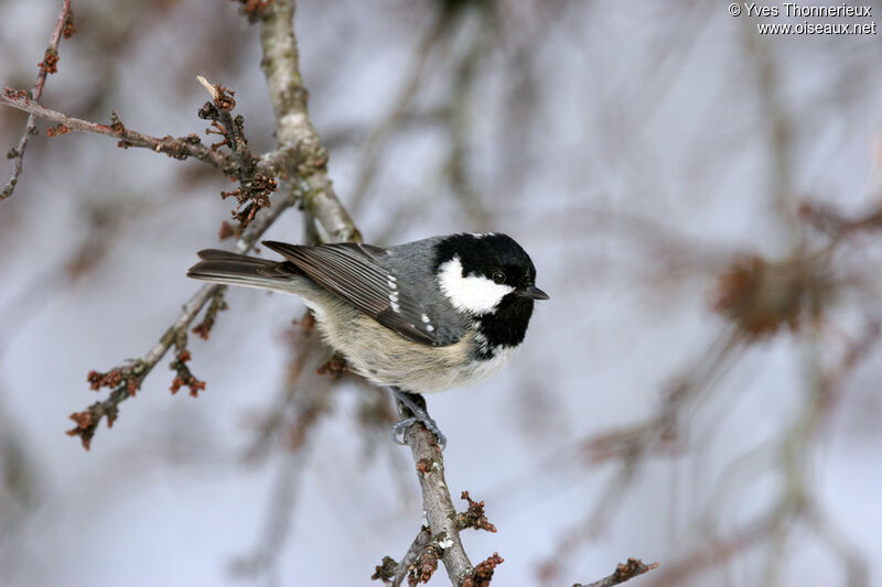 Mésange noire