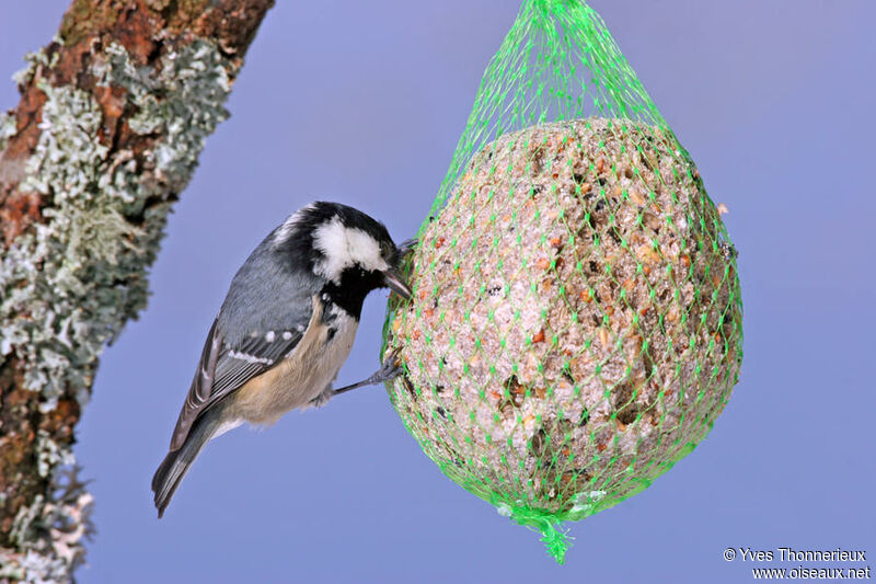 Coal Tit