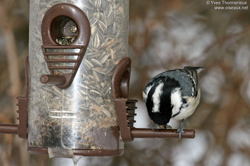 Coal Tit