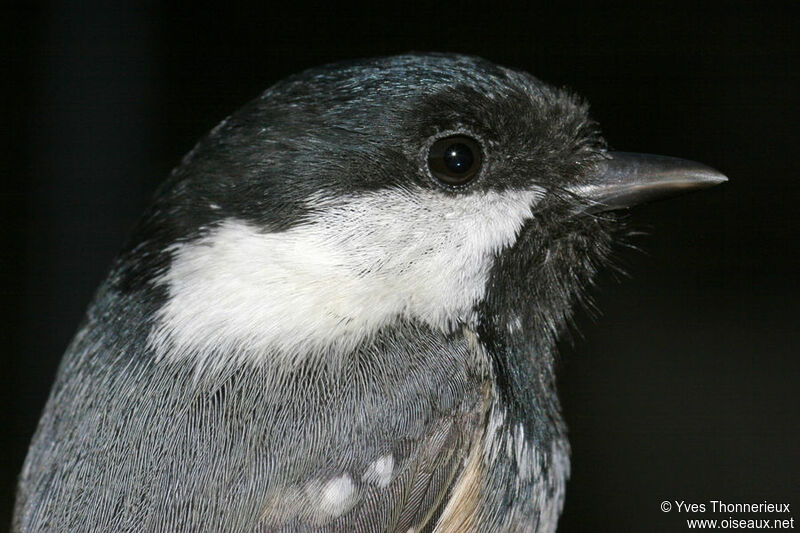 Coal Tit