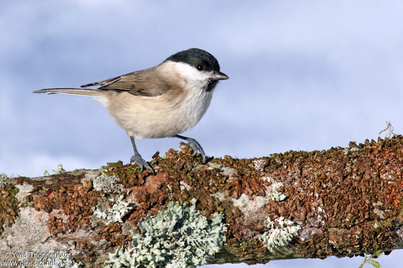 Mésange nonnette