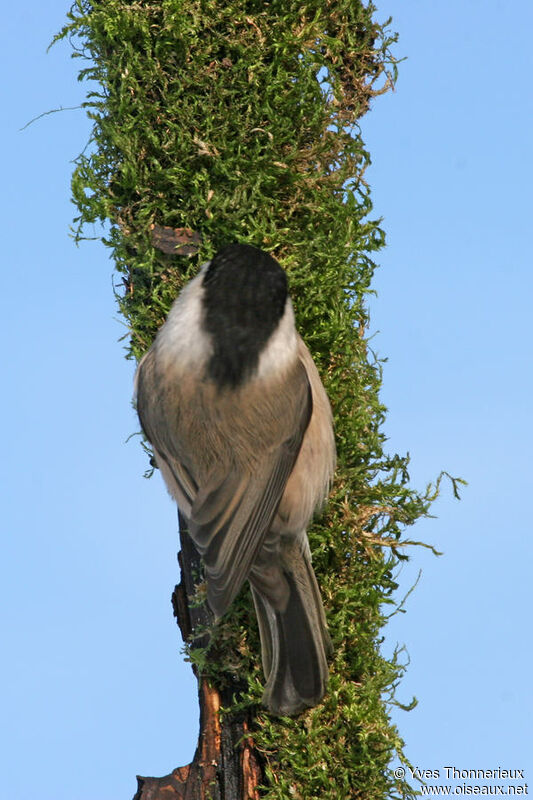 Mésange nonnette