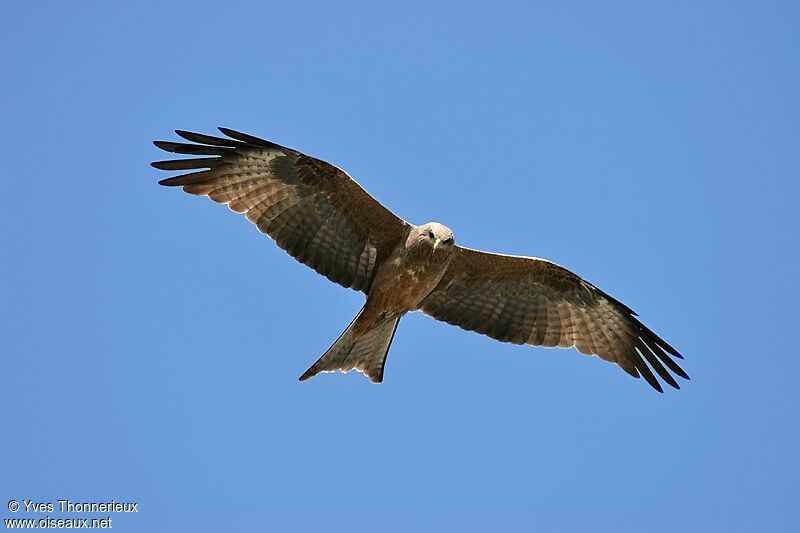 Black Kite