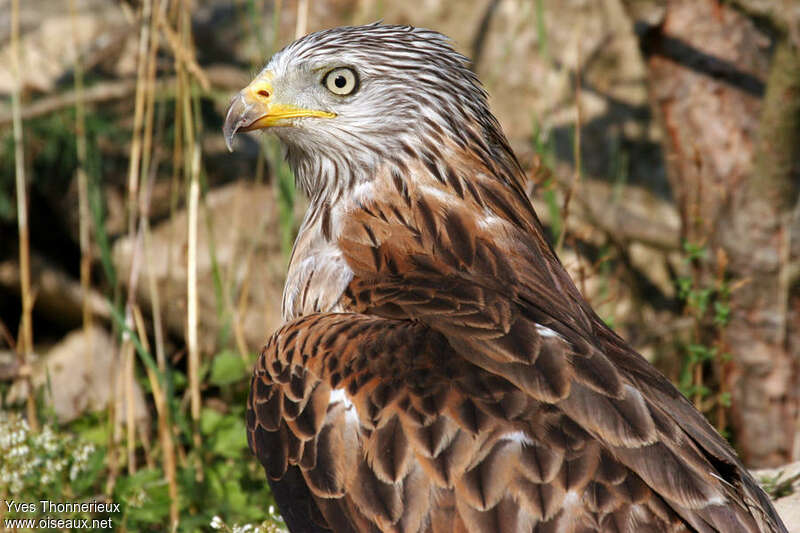 Red Kiteadult, close-up portrait