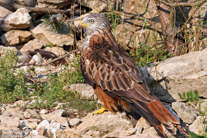 Red Kiteadult, identification