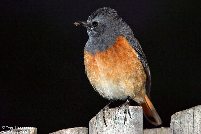 Little Rock Thrush