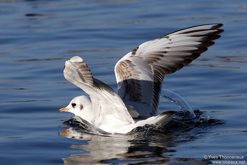 Black-headed Gull