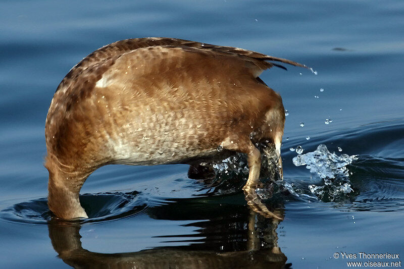 Red-crested Pochard