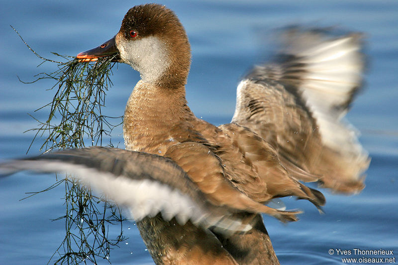 Red-crested Pochard