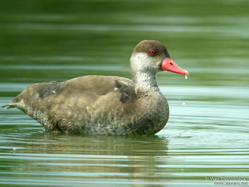 Red-crested Pochard