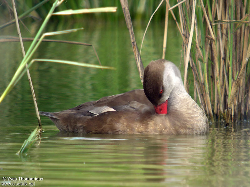 Red-crested Pochard