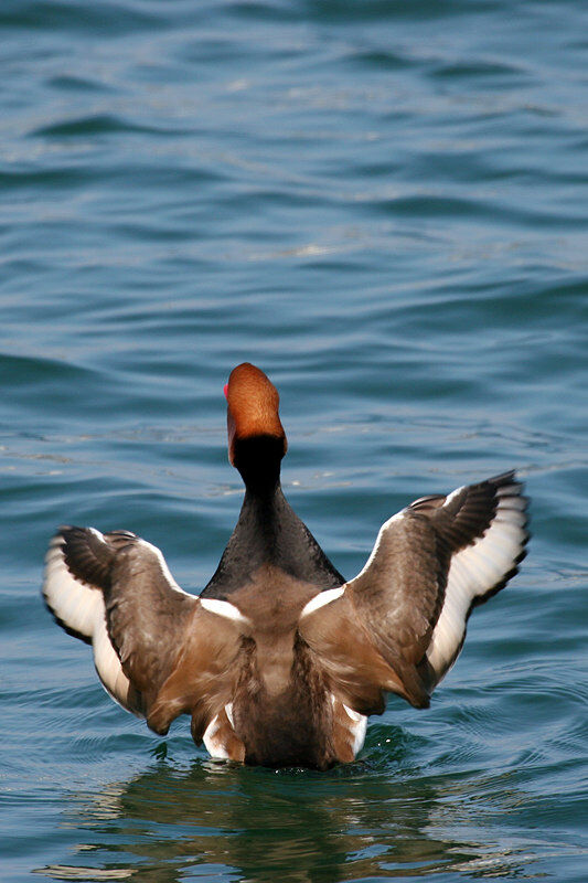 Red-crested Pochard