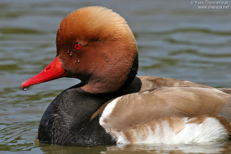 Red-crested Pochard