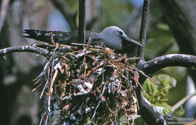 Lesser Noddy