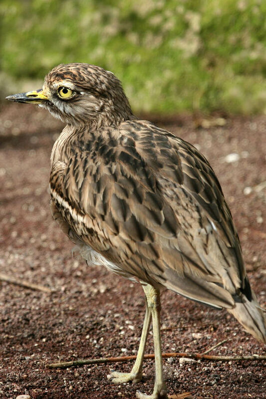 Eurasian Stone-curlew